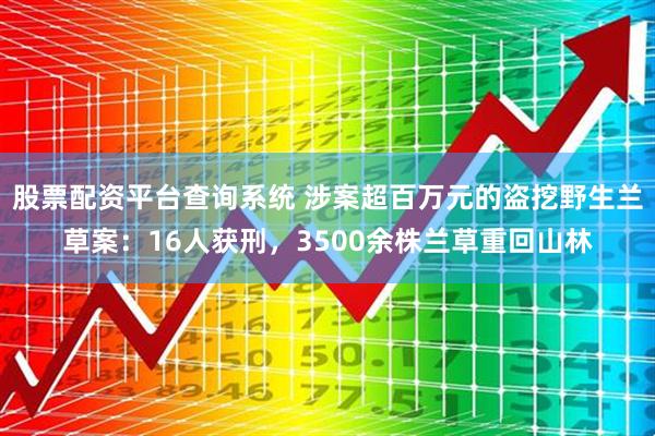 股票配资平台查询系统 涉案超百万元的盗挖野生兰草案：16人获刑，3500余株兰草重回山林